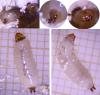 Thymalus limbatus